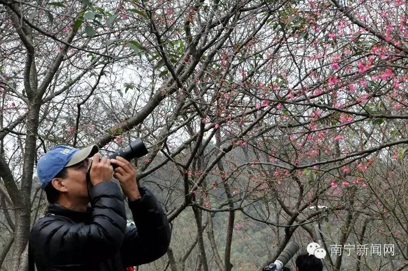 南宁哪里有假樱花,南宁樱花还有吗