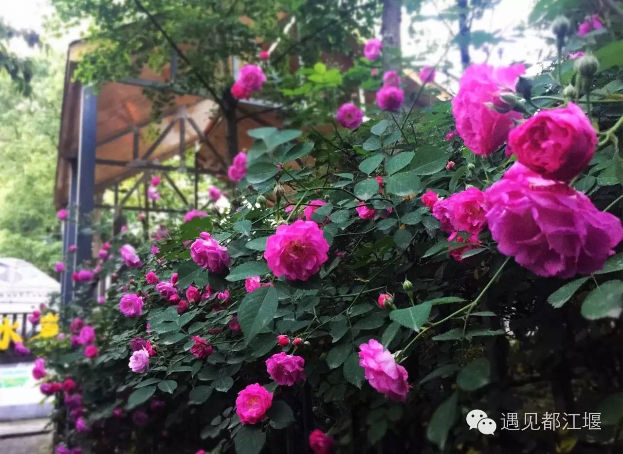 白鹭湾什么样,白鹭湾现在什么样子