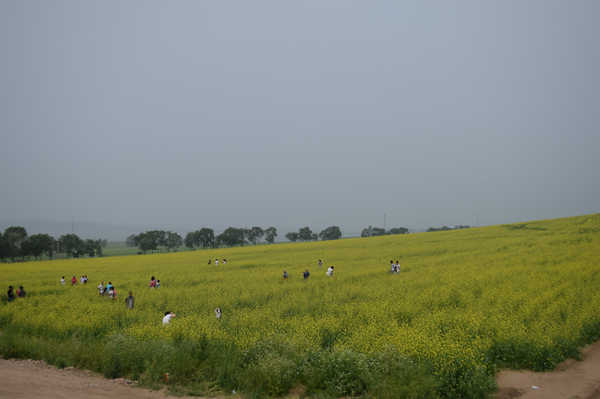 北京北戴河锡林郭勒自驾游,北京和锡林郭勒旅游攻略