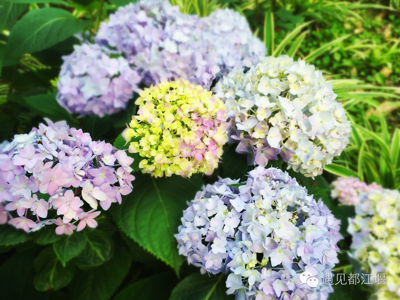 白鹭湾什么样,白鹭湾现在什么样子