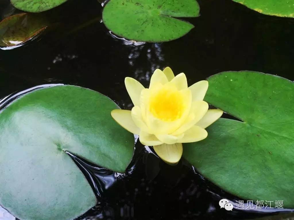 白鹭湾什么样,白鹭湾现在什么样子