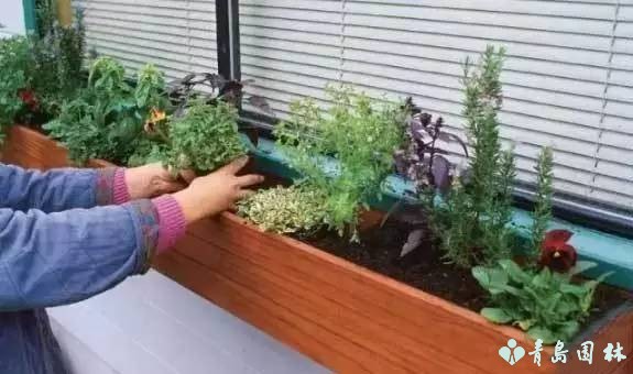 香草怎样种植才能发芽,盆栽最好种的香草植物