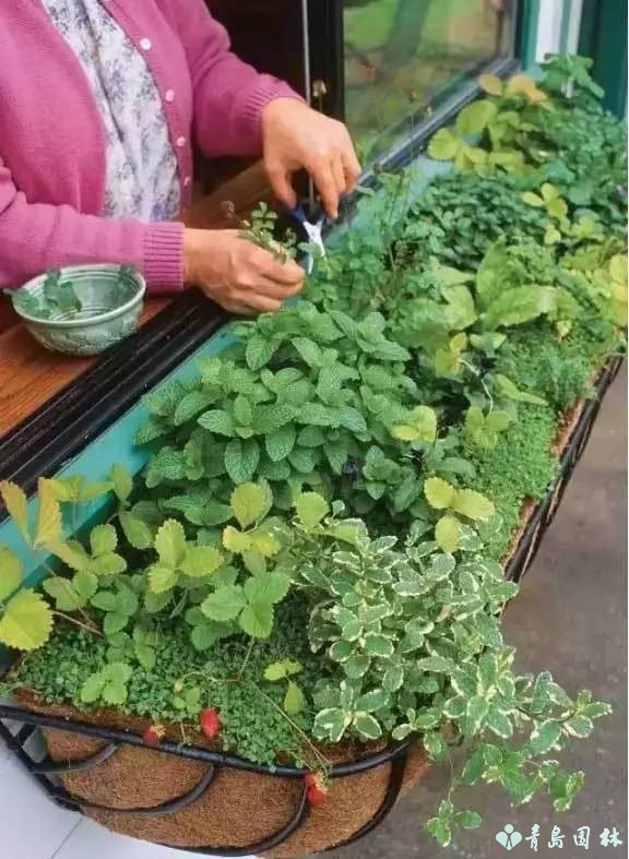 香草怎样种植才能发芽,盆栽最好种的香草植物