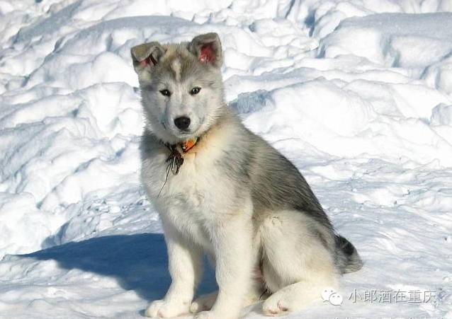 《幻城·》一部3.6亿RMB砸出的美瞳芭芭拉