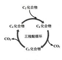 为什么都说喝酒上脸的人能喝,喝酒上脸的人和不上脸的哪个好