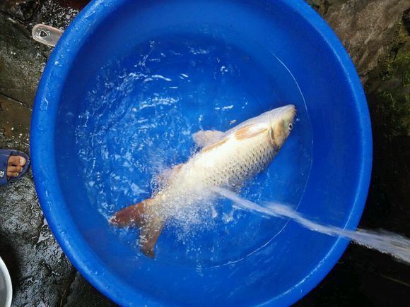 科学钓鱼鱼竿测评细硬峰,好鱼竿和差鱼竿钓鱼区别