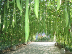 祛斑的小妙招有哪些,真实有效的祛斑小妙招