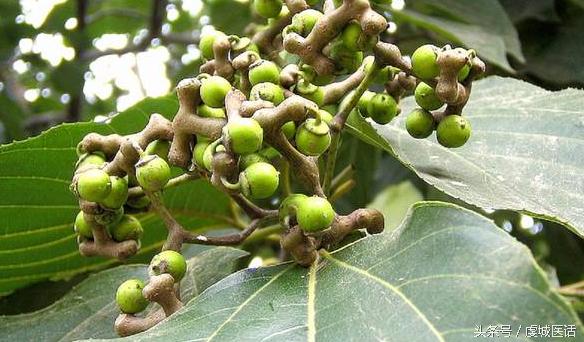 家门口的这棵树,药食作用居然这么大?