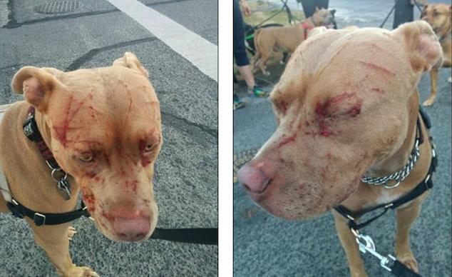 猫打伤比特犬,比特犬撕咬猫咪事件全视频