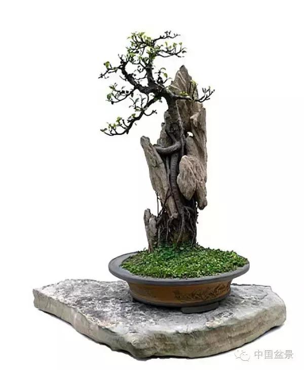 相识满天下知己有几人谁说的,相识满天下知己无一人出处