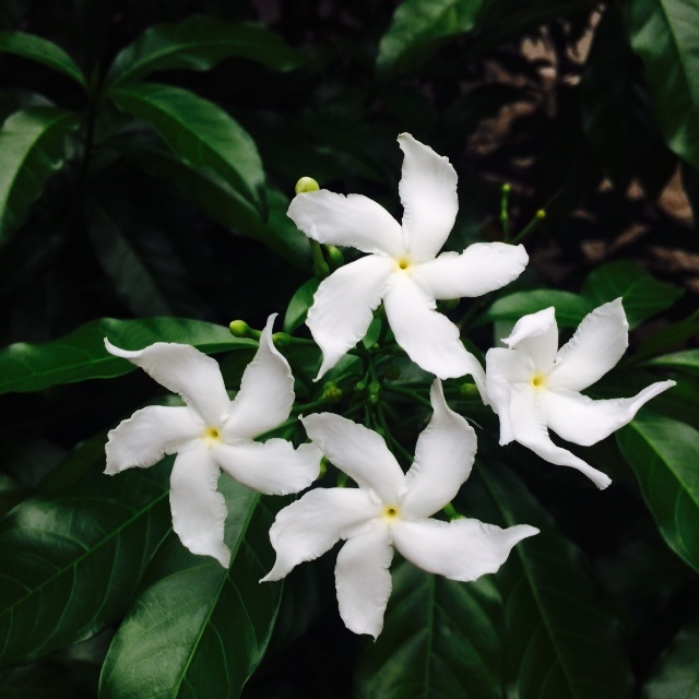 曼谷三天自由行攻略,曼谷一日游推荐