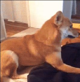 没想到你是这样的羊驼原版,没想到你是这样的狗gif