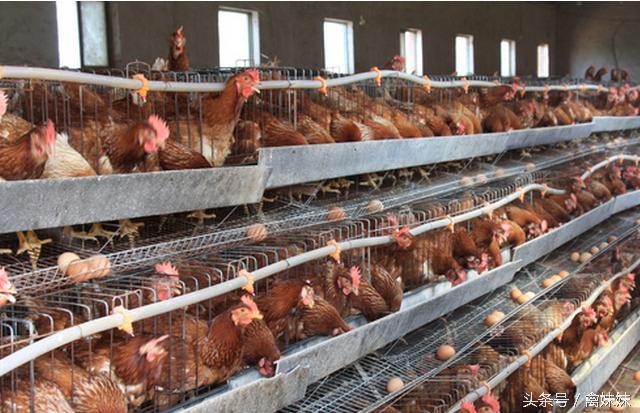 怎么防治鸡产蛋不下症,鸡产蛋期怎么用药