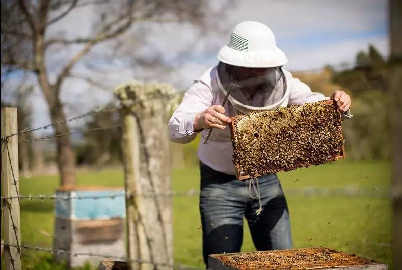 老中医蜂蜜系列,老中医秘制蜂蜜