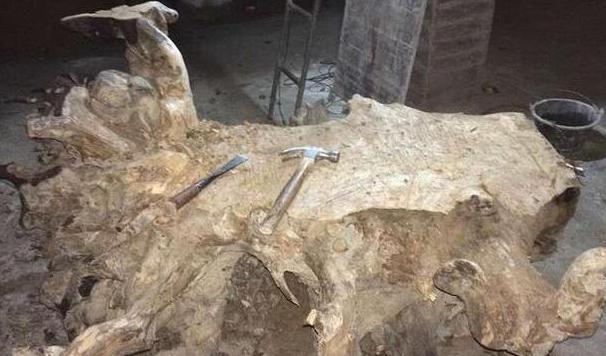 老树根自制茶台图片,绿化带捡的普通树根做茶台