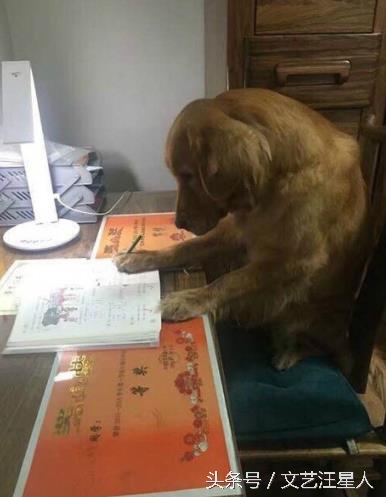 金毛穿丝袜,金毛被裹脚