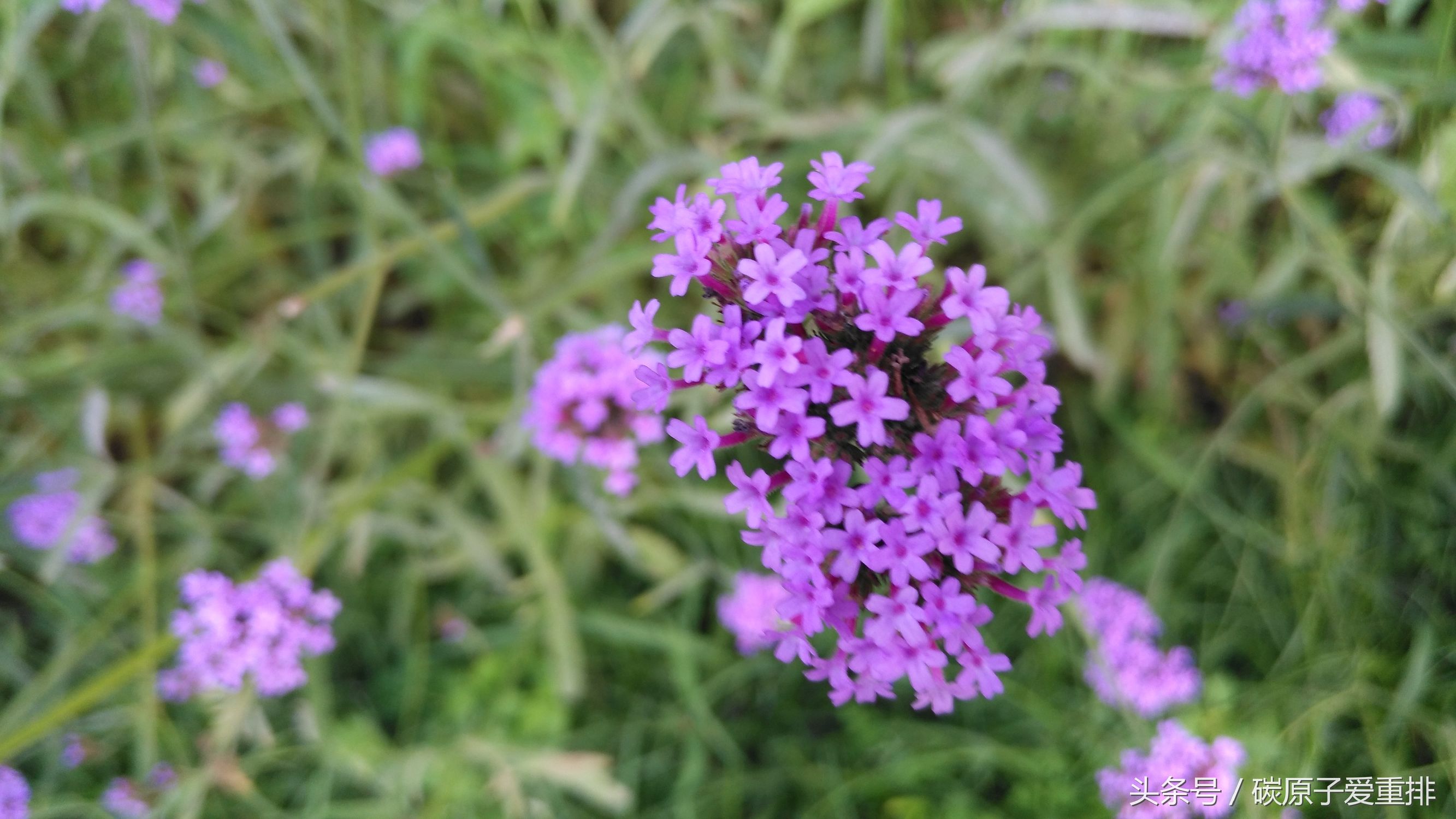 麦芒5有没有nfc,华为麦芒5体验评测