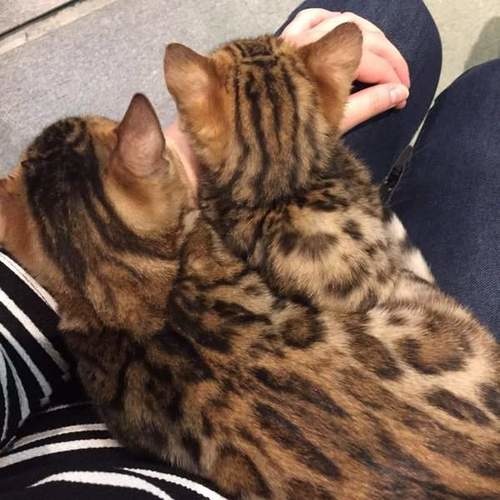 日本猫咖啡店,孟加拉猫咖啡