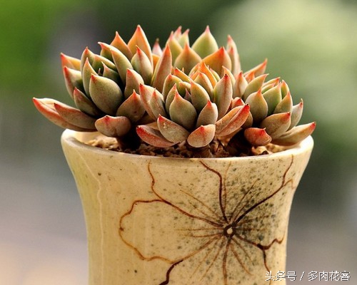 讲解多肉种植及养护知识简短,种多肉常识