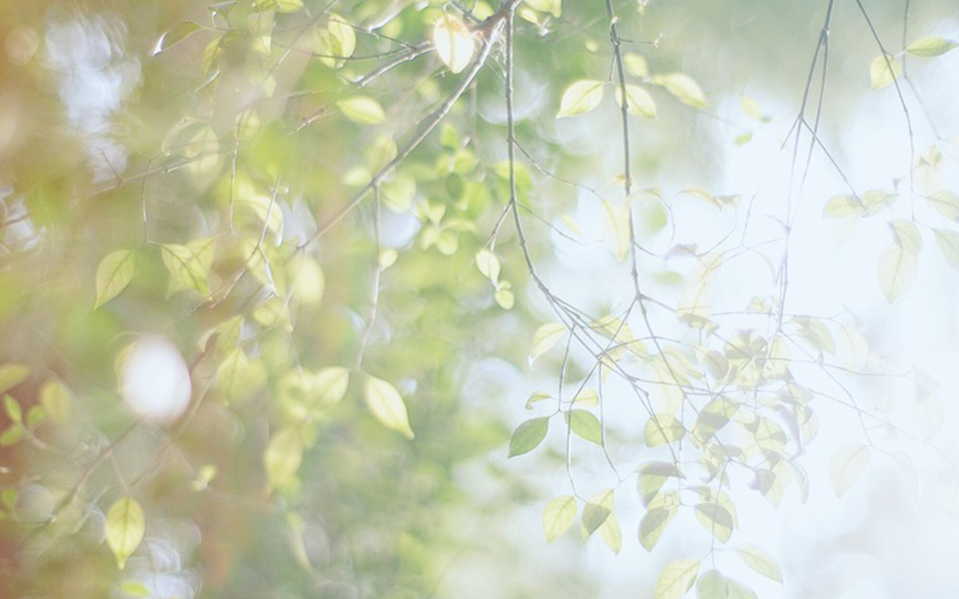 爱情语录倘若能够忘却我愿携爱而行