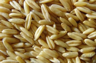 天天吃燕麦可以延缓衰老吗,胚芽燕麦可以抗衰老吗