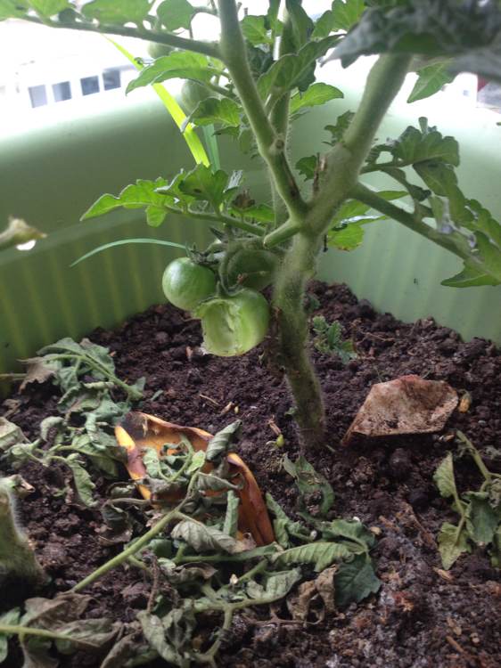 阳台种菜被老鼠偷吃怎么办,成熟的西红柿如何防止被老鼠吃掉