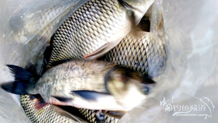 跑鱼断钩的视频,跑鱼断竿