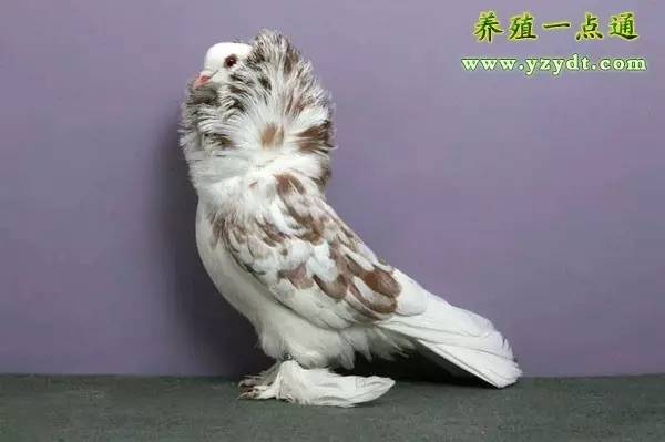 观赏鸽养殖赚钱吗,观赏鸽养殖市场前景分析