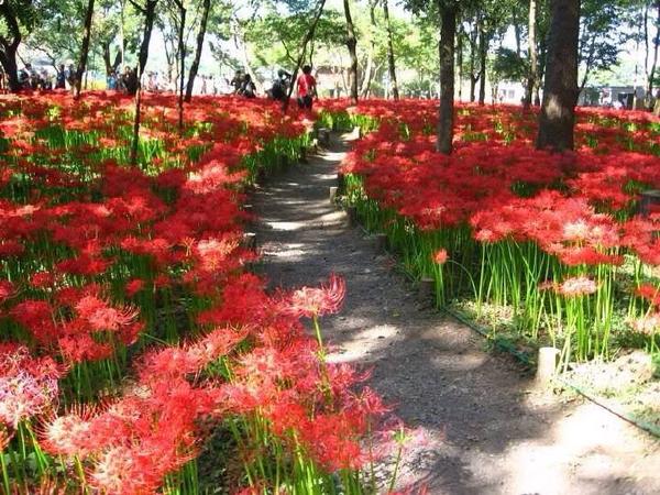 花朵语录唯美句子,夕阳西下花朵的唯美句子