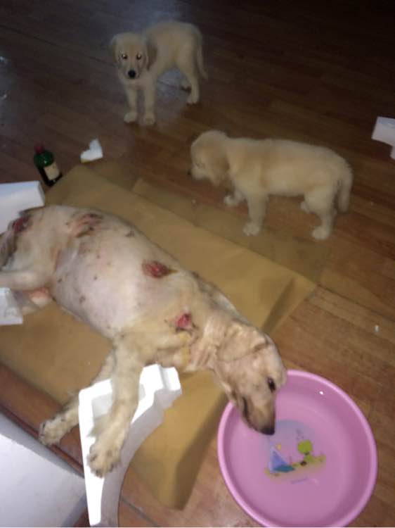 金毛突然全身抽搐瘫倒在地,金毛正常吃饭四肢瘫痪能自愈吗