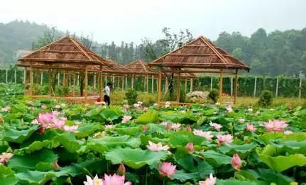 长沙农家乐玩的地方推荐,长沙50元一天包吃住农家乐