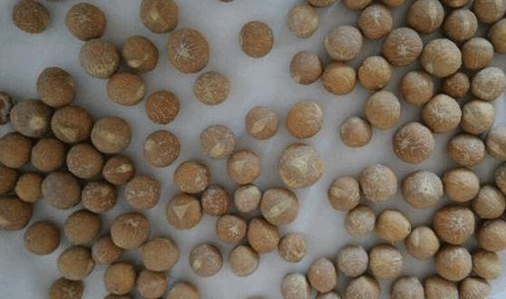 凤眼菩提子手串直播,青皮凤眼菩提直播