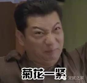 适合学生养的1元宠物,双鱼座适合养什么宠物