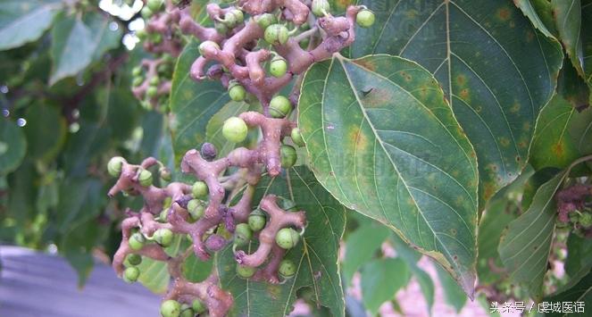 家门口的这棵树,药食作用居然这么大?