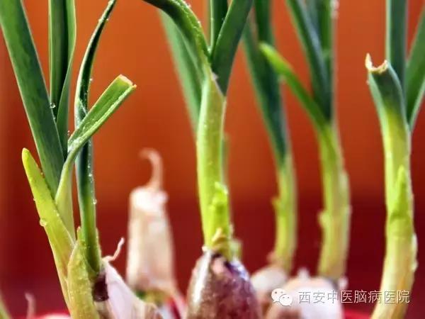 中医中的抗生素有哪些,中医专家推荐的消炎药