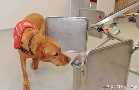 有特异功能的拉布拉多,拉布拉多怎么判断癌症