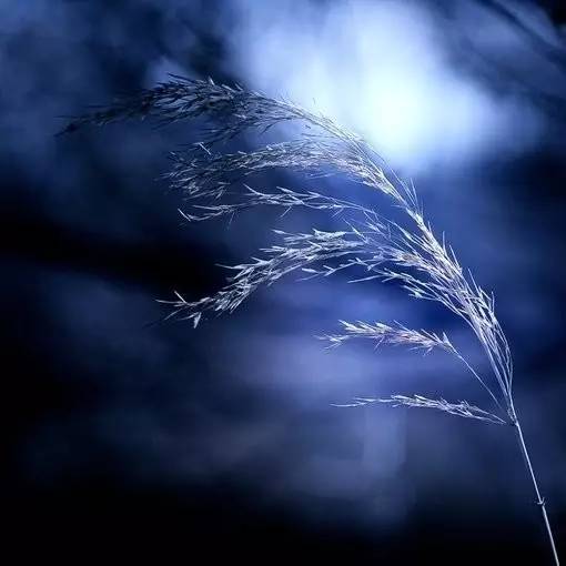 望月诗词鉴赏,秋夜诗词欣赏