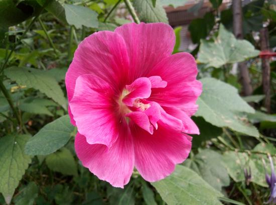 魅蓝最好的手机是哪一款,魅蓝最好的一款手机