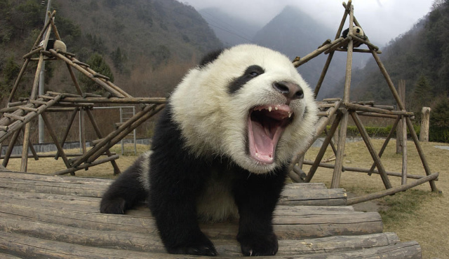 5种现存的动物活化石,地球现存10种活化石