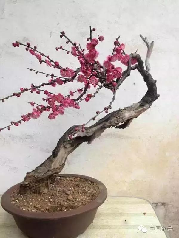 相识满天下知己有几人谁说的,相识满天下知己无一人出处