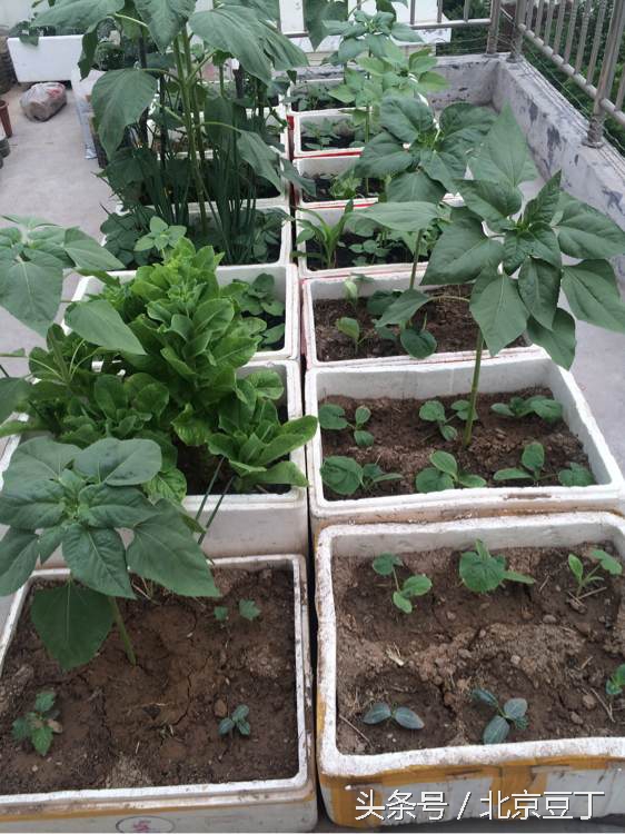 楼顶用瓷砖建菜池步骤,楼顶种菜池