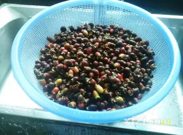 泡稔子酒的全过程,又到三华李熟时