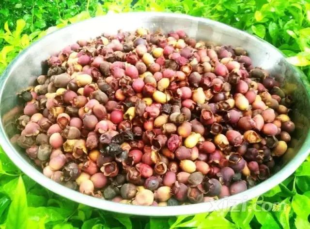 泡稔子酒的全过程,又到三华李熟时