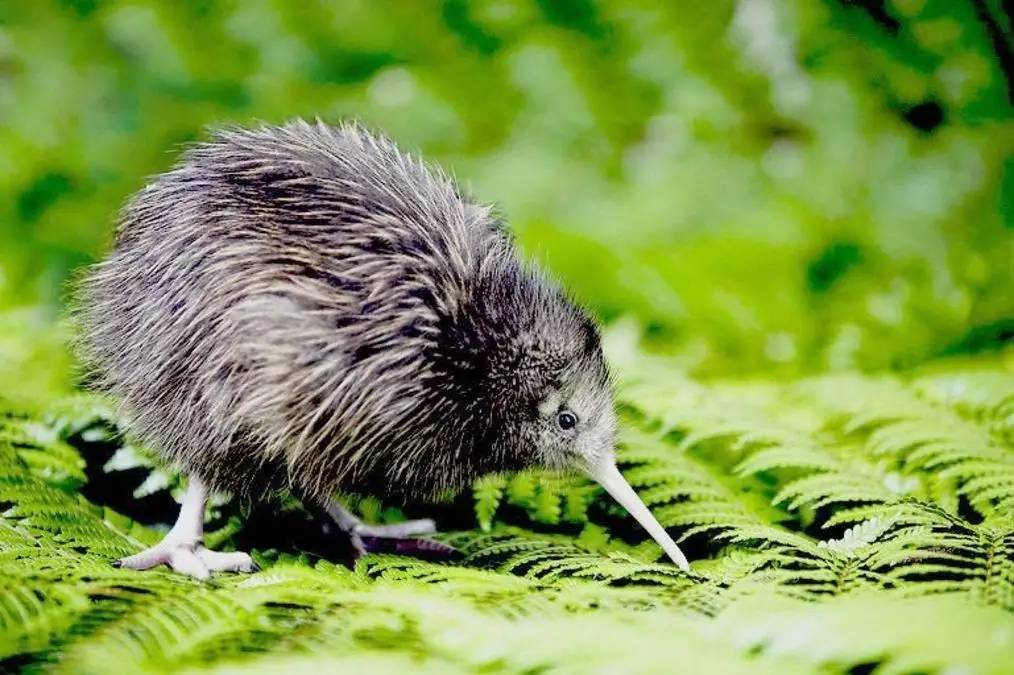 老中医蜂蜜系列,老中医秘制蜂蜜