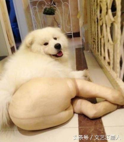 金毛穿丝袜,金毛被裹脚