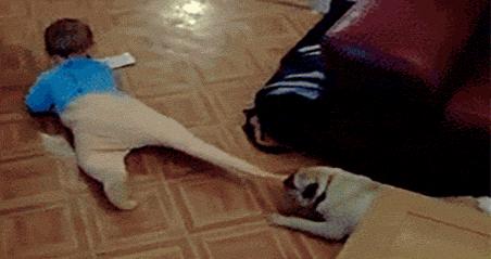 金毛穿丝袜,金毛被裹脚