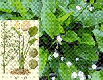 中药里有什么药是有毒的,28种毒性中成药图谱