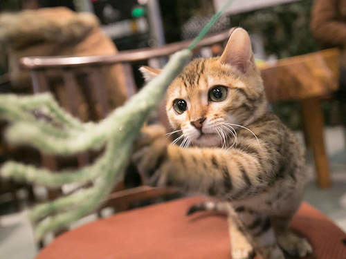 日本猫咖啡店,孟加拉猫咖啡