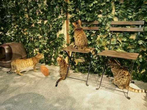 日本猫咖啡店,孟加拉猫咖啡