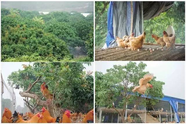 [食妞]锅用水晶的，水用冰泉的，你是什么鸡竟然如此大牌？